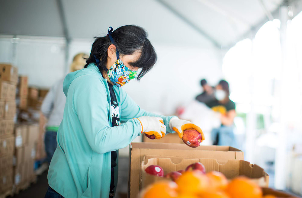 Masked and gloved Asian woman sorts apples in a large tent.