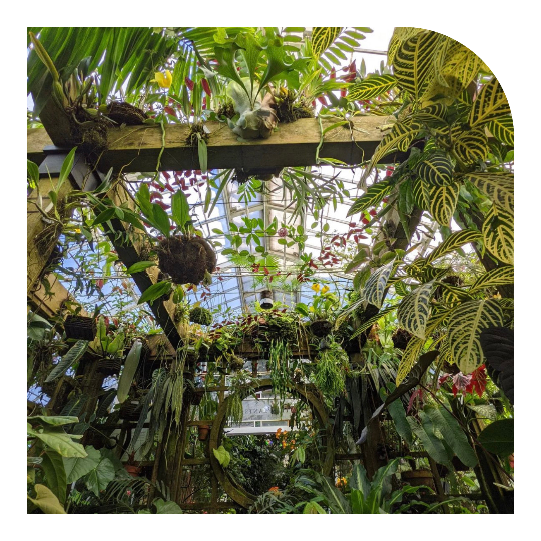 photo of plants inside the conservatory of flowers