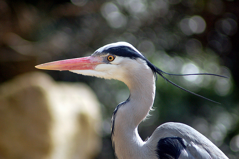 Photo of Heron