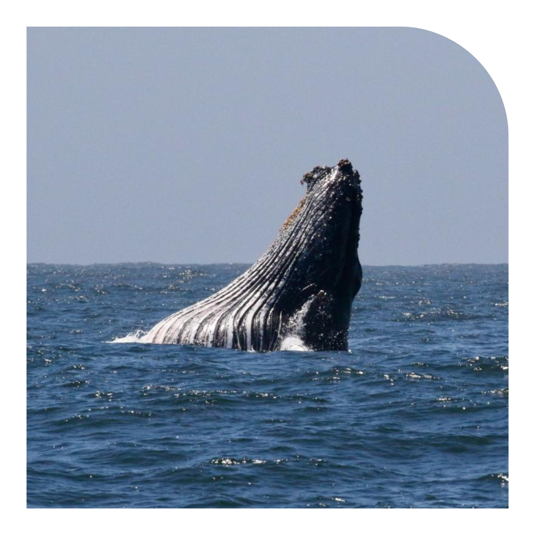 Photo of a whale breaching from the San Francisco Bay