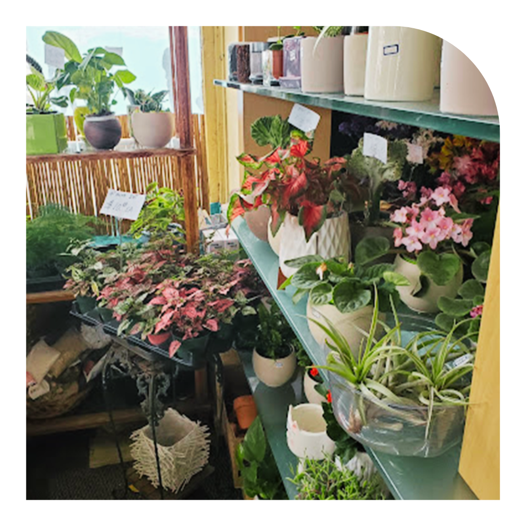 Photo of plants in a shop window