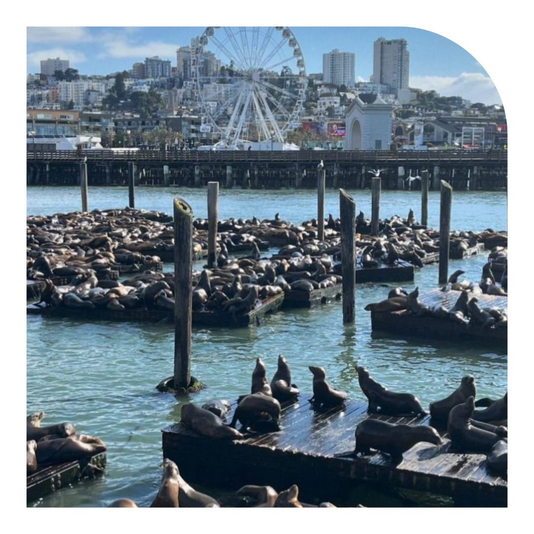 Photo of seals at Pier 39