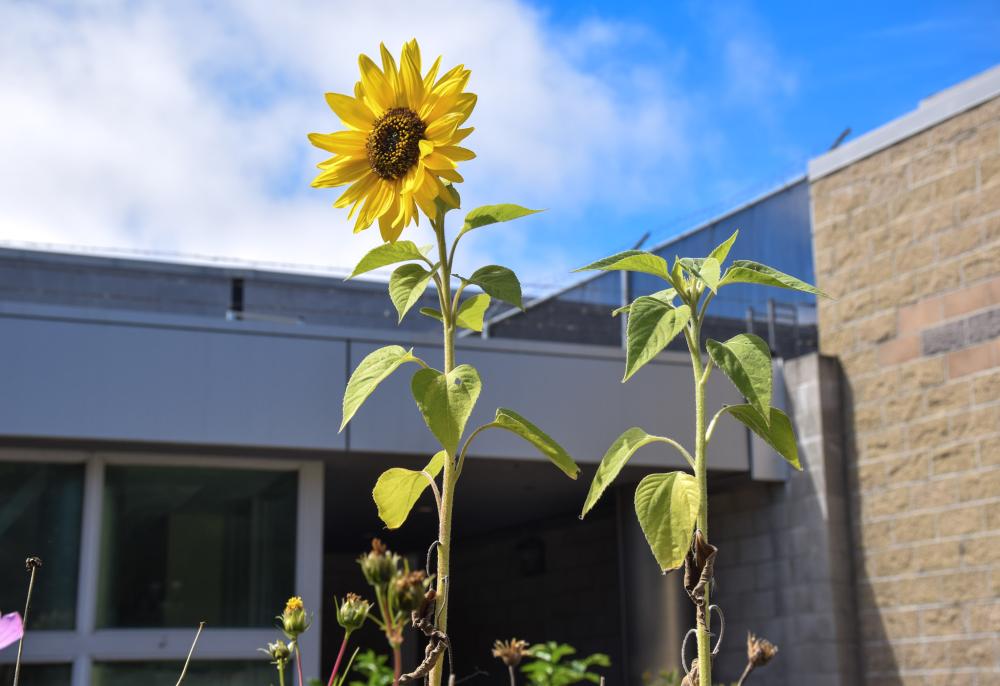 Sunflower in Juvenile Hall Garden