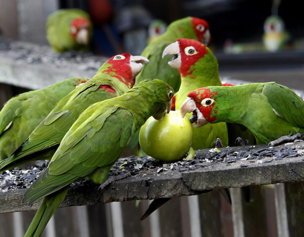 Wild parrots gathered together in Telegraph Hill, San Francisco