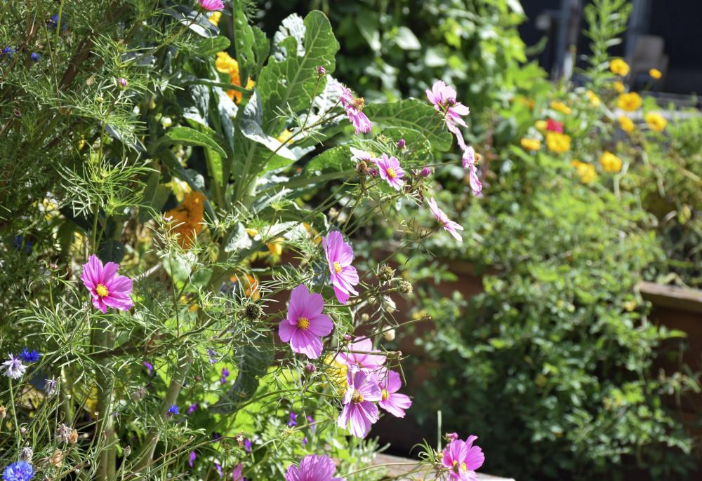 Image of pink and yellow flowers