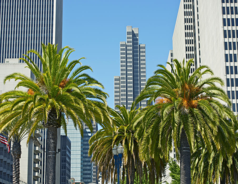 View of palm trees and office buildings from Embarcadero
